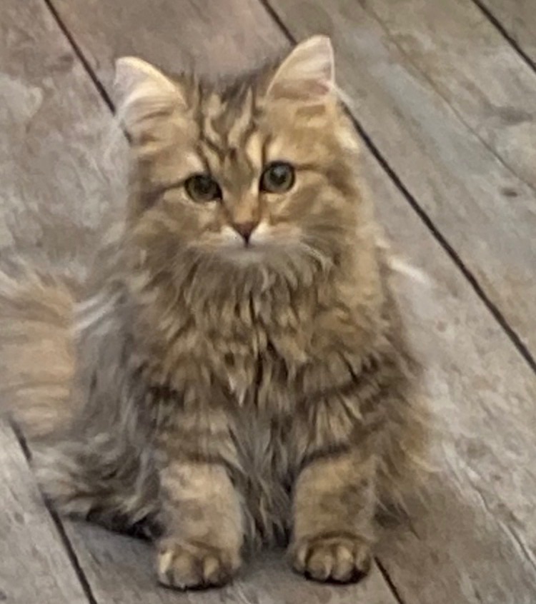 犬派猫派?