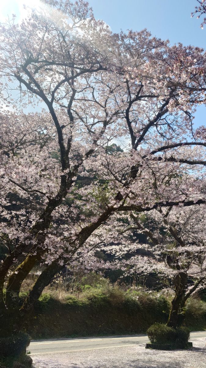 さよなら雨 - カズヤの日記 - 画像2