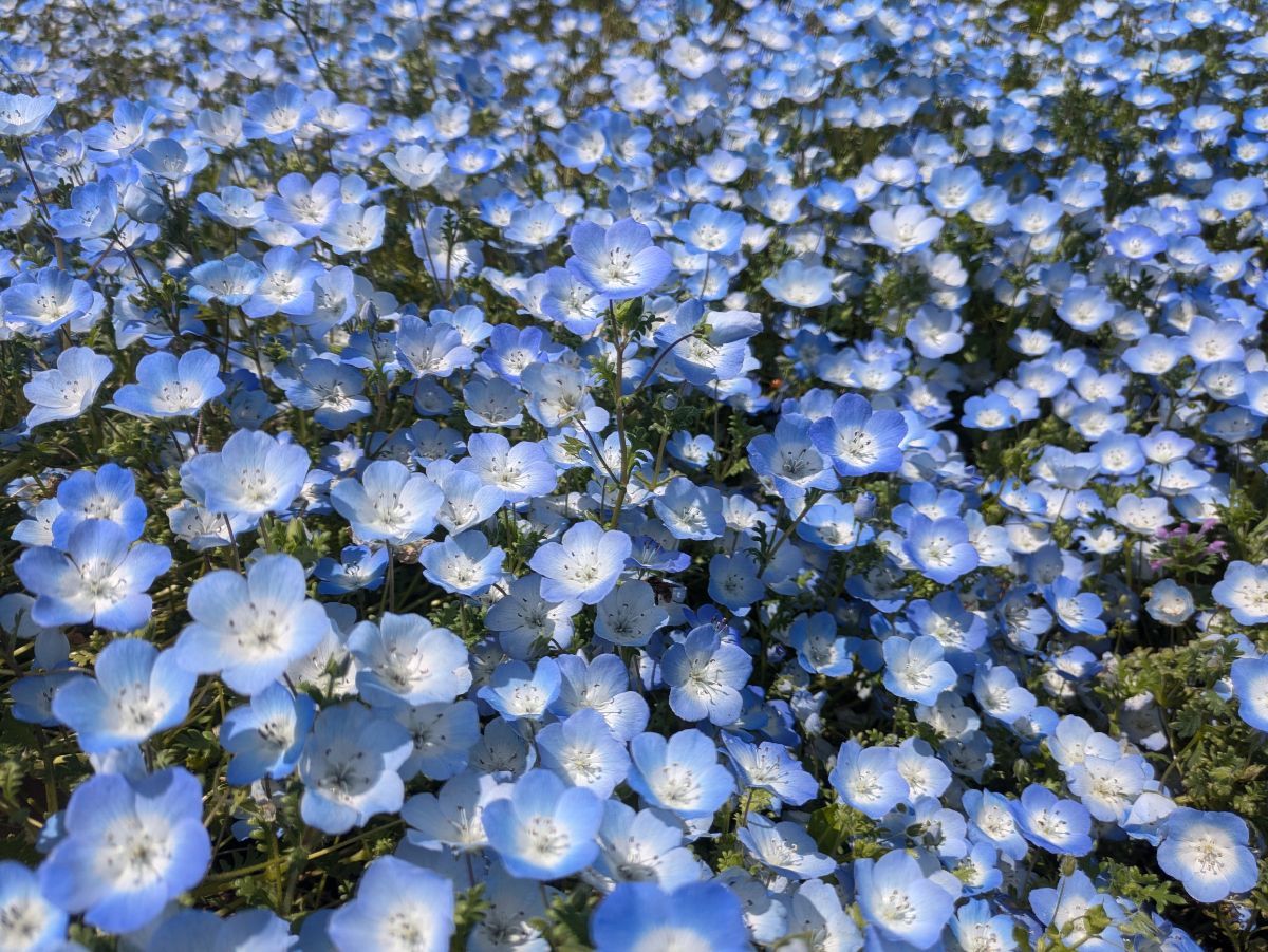 6月の出勤日 - 采（サイ）の日記